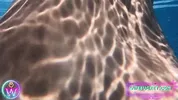 Amateur MILFs by Wifebucket - Our underwater vacation sex