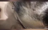 My best friend's mother has incredible tits and I fill her ass with milk like a whore