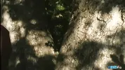 Double penetration is always very pleasing but it is way better when it is Outdoor