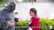 Little Red Riding Hood lost a fruit from her basket and is looking for it in the wolf's pants.