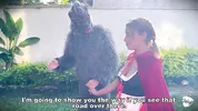 Little Red Riding Hood lost a fruit from her basket and is looking for it in the wolf's pants.
