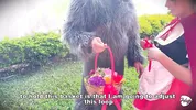 Little Red Riding Hood lost a fruit from her basket and is looking for it in the wolf's pants.