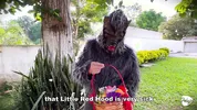 Little Red Riding Hood lost a fruit from her basket and is looking for it in the wolf's pants.
