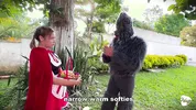 Little Red Riding Hood lost a fruit from her basket and is looking for it in the wolf's pants.