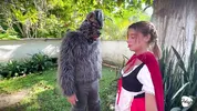 Little Red Riding Hood lost a fruit from her basket and is looking for it in the wolf's pants.