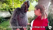 Little Red Riding Hood lost a fruit from her basket and is looking for it in the wolf's pants.