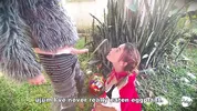 Little Red Riding Hood lost a fruit from her basket and is looking for it in the wolf's pants.