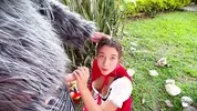 Little Red Riding Hood lost a fruit from her basket and is looking for it in the wolf's pants.
