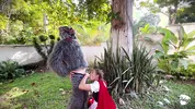 Little Red Riding Hood lost a fruit from her basket and is looking for it in the wolf's pants.