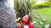 Little Red Riding Hood lost a fruit from her basket and is looking for it in the wolf's pants.