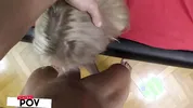 Matt Pounds Angelika Grays Doggy Then Covers Her In Cum!